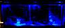 55g-live-plant-moonlight.jpg