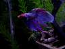 bleu-7-22-05_1.jpg