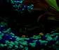 cat_shark-11-18-04_2.jpg